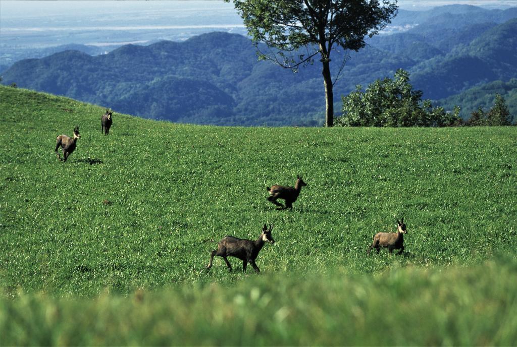 Baita Tana Da L'Ors Forgaria nel Friuli Екстер'єр фото